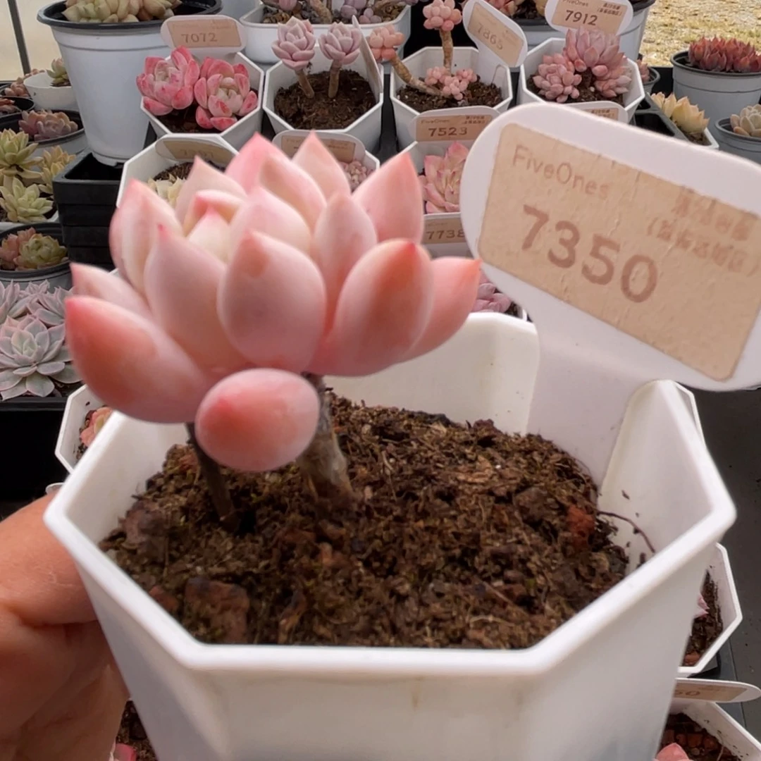 明珠7350-4.0厘米