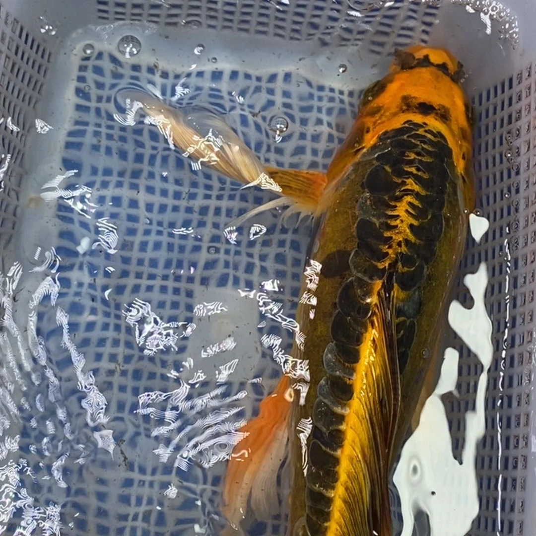 锦鲤冷水锦鲤包邮