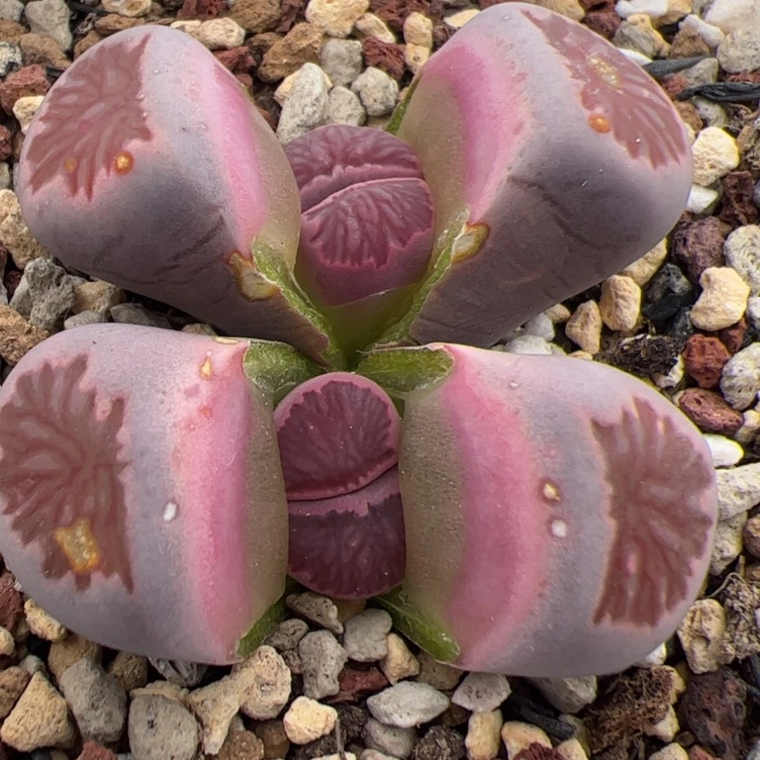 0401号紫菊 多肉植物