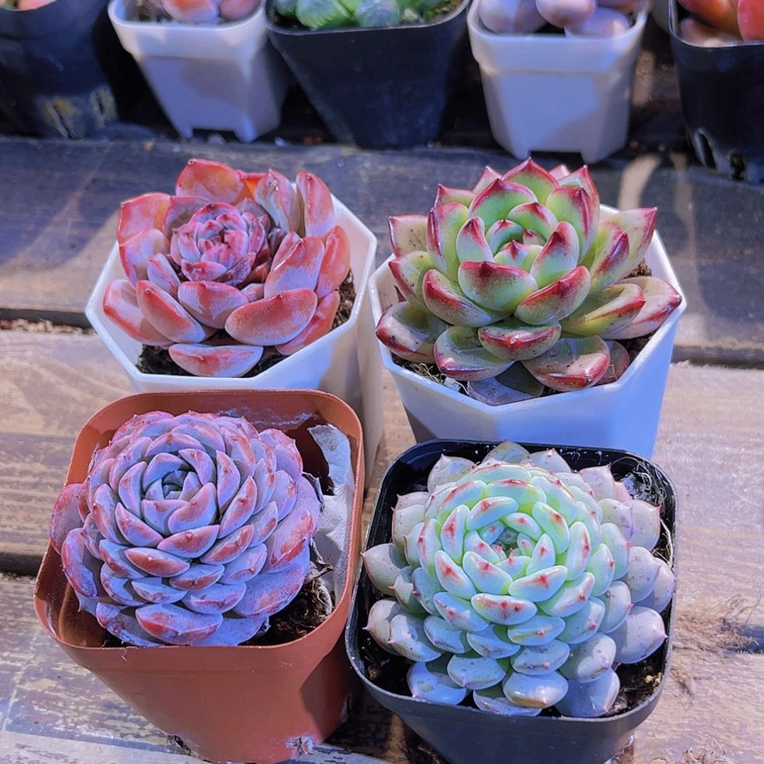 夜魔侠    溏心。恩宠。白胖