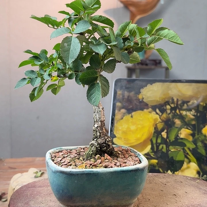 马***哥少量花朵（建议范围：2朵-5朵 或40%以下）