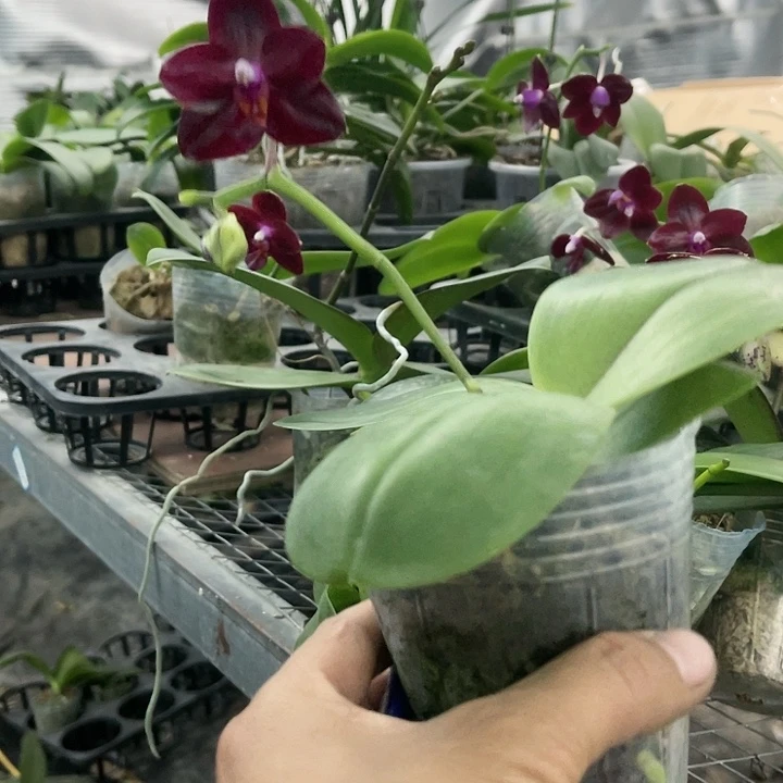 当前无花栽培后可以开花弥陀国王