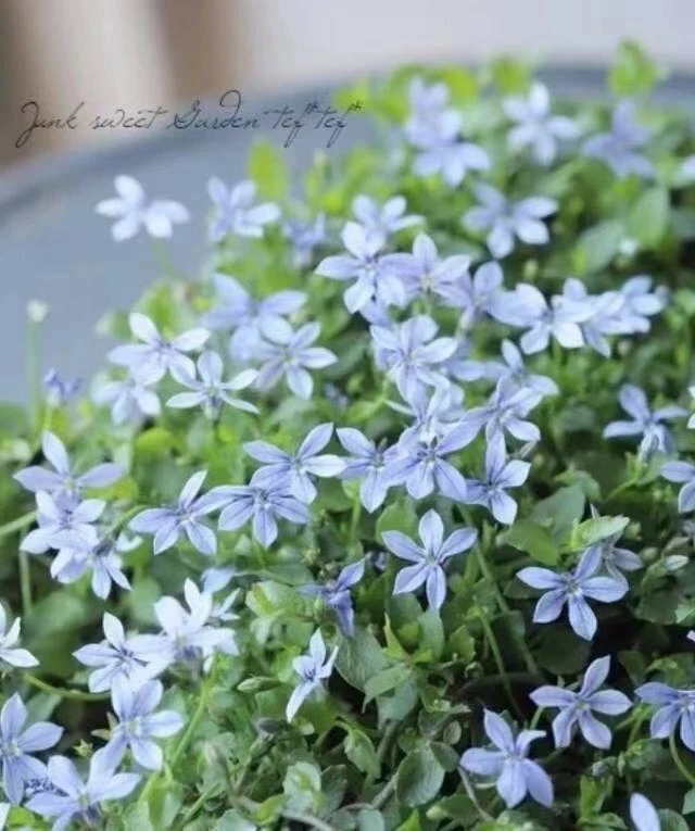 [新西兰半边莲] 110口径（双色） 大自然调色板观叶植物耐阴耐寒