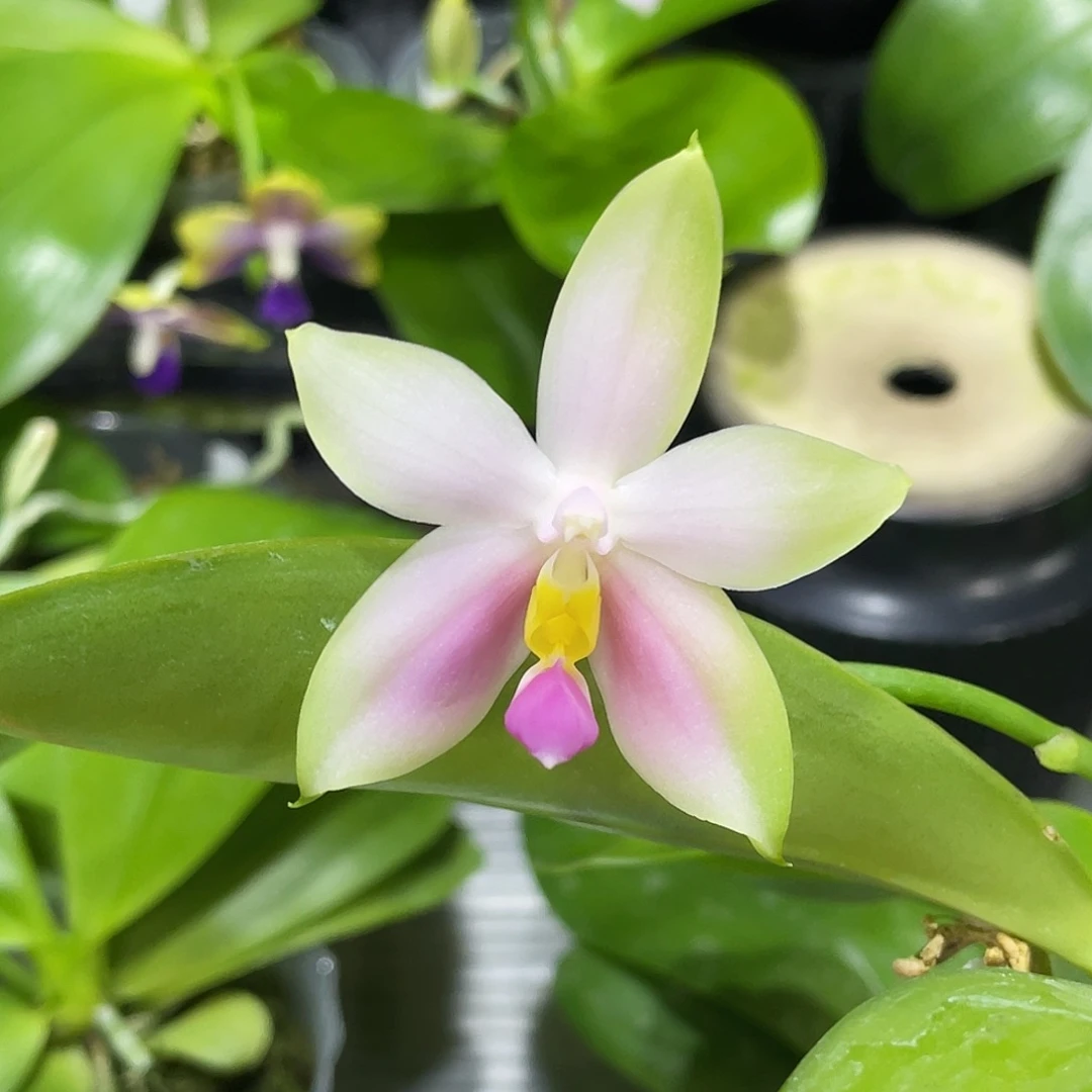 完全开放粉贝开花