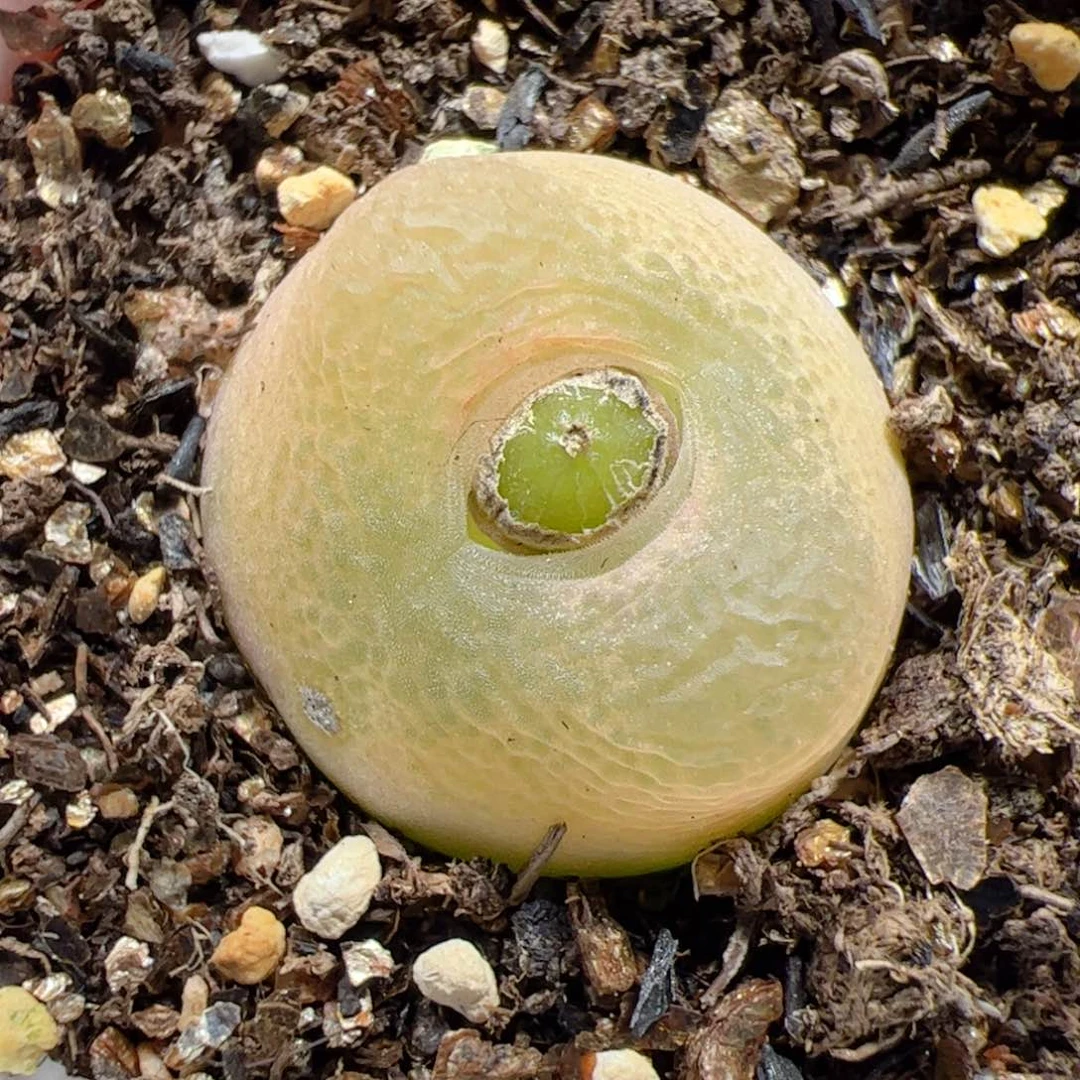 【闪购商品】334 带盆