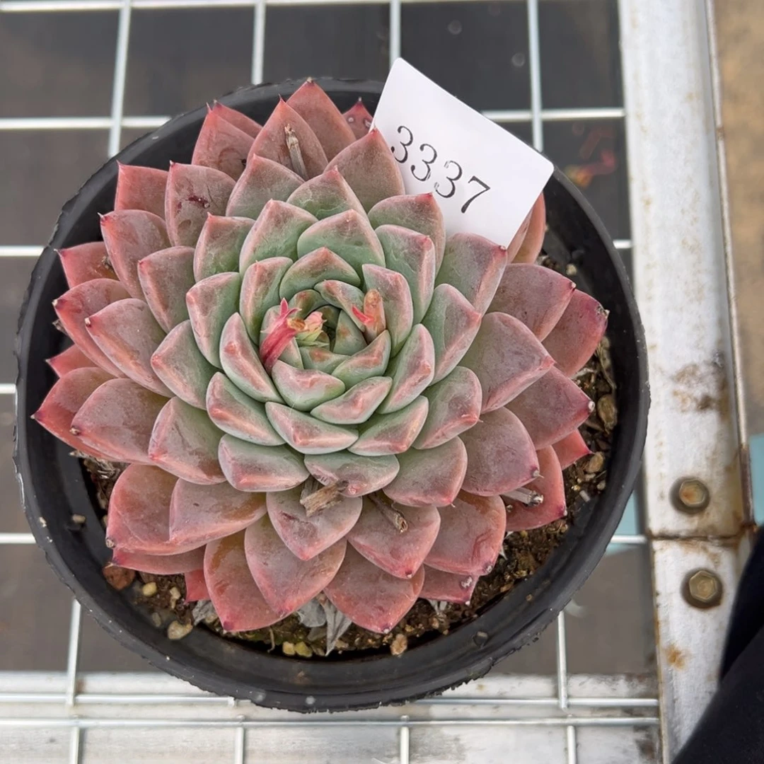 用****03337多肉多多多多