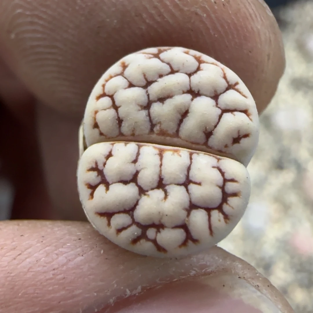 16 生石花大棚直播