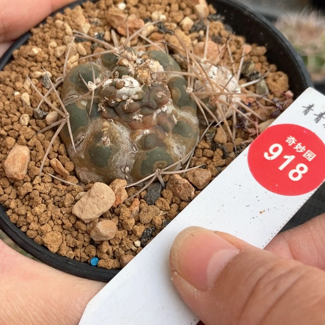 有疤石化双头一棵仙人球