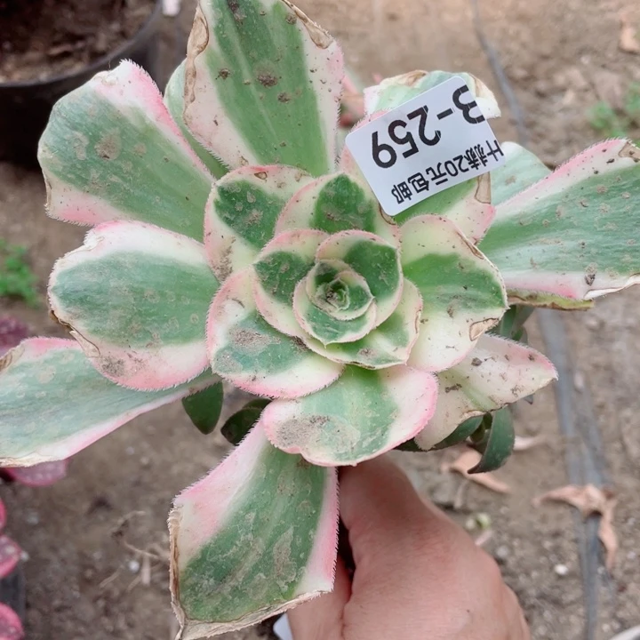 259王妃嫁接多肉20包邮1134578