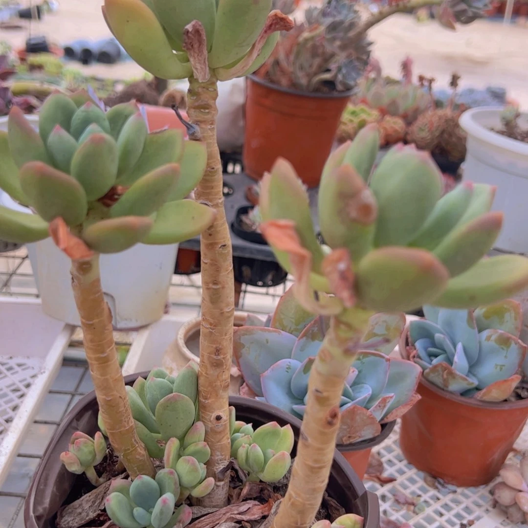 清新美人三头起发一盆