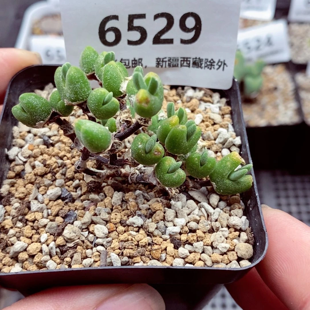 6529。