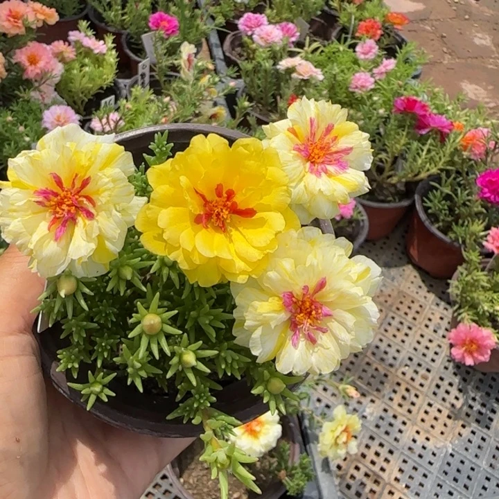 当前无花朵，栽培后可花朵量拍矮七彩花