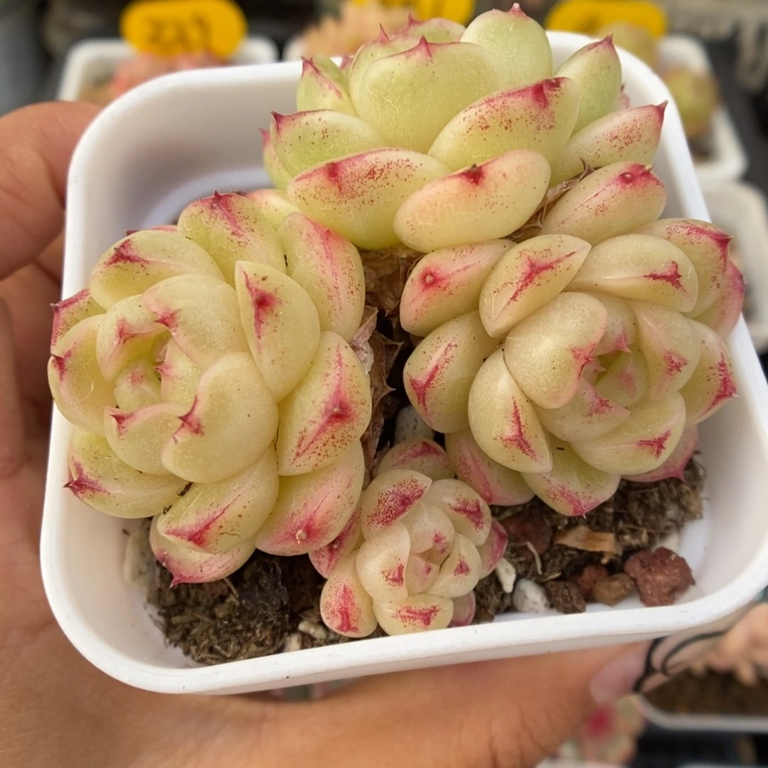 菠萝蜜麦秆可拍1011号