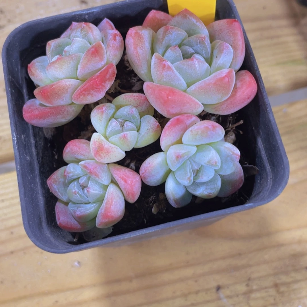 1492号 福利冰玉捡漏