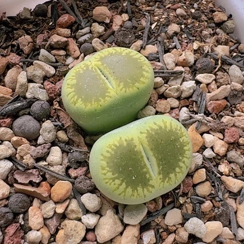 28540绿光阳净窗双头带盆土