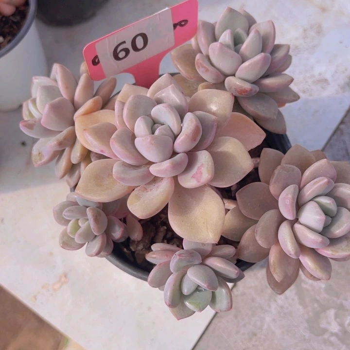 ，健健康康平平安安