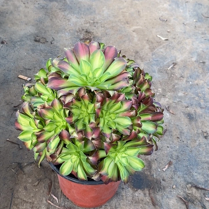 韶华多肉植物33。