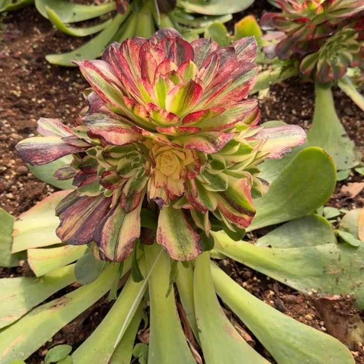 伯爵天骄嫁接捧花