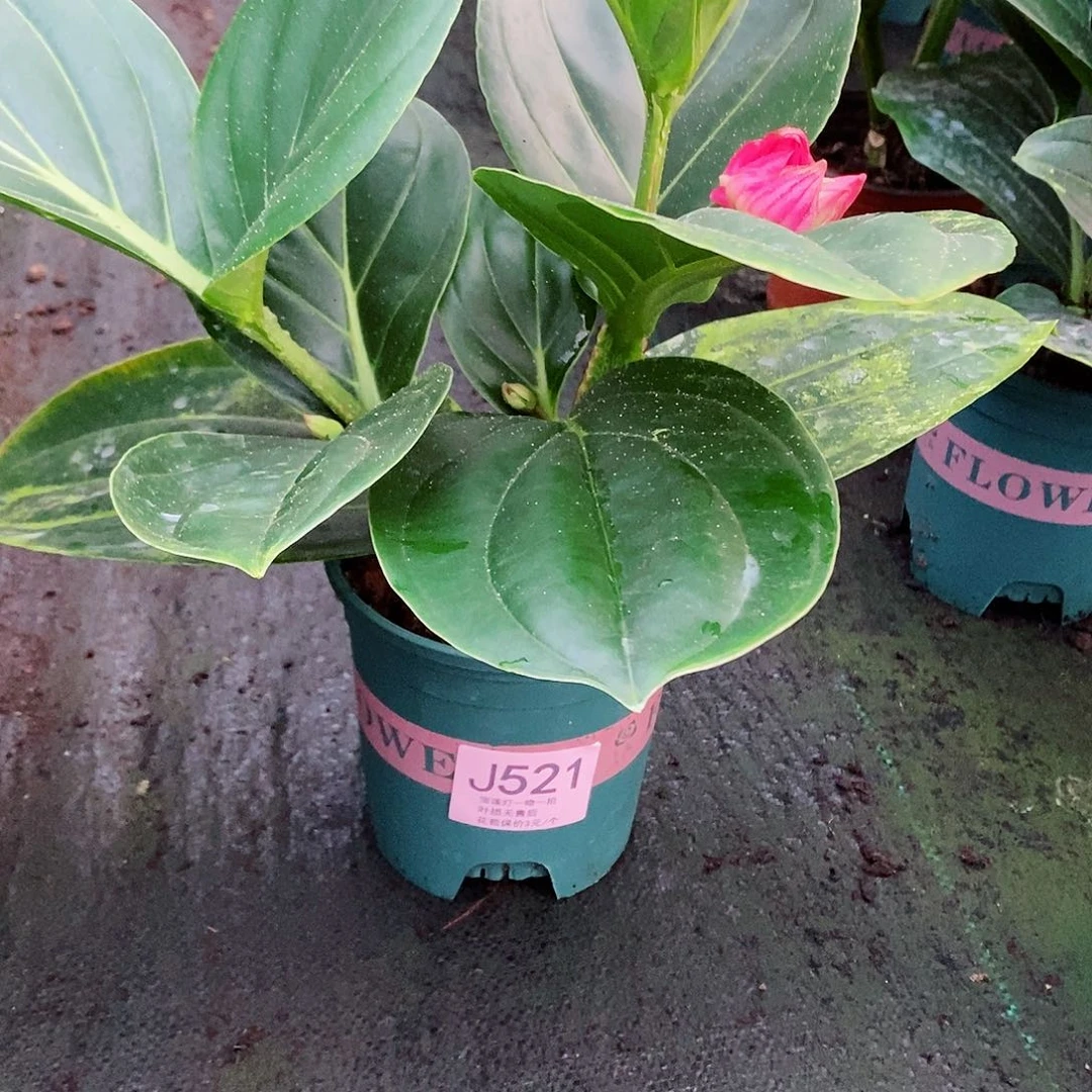 无花朵自**在木本花卉521