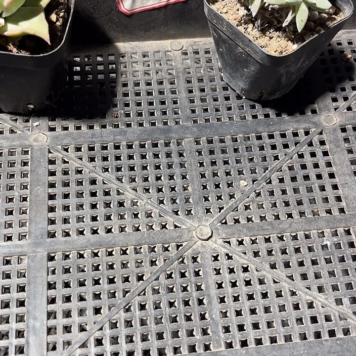 郑***意18号框一颗白菊带盆土