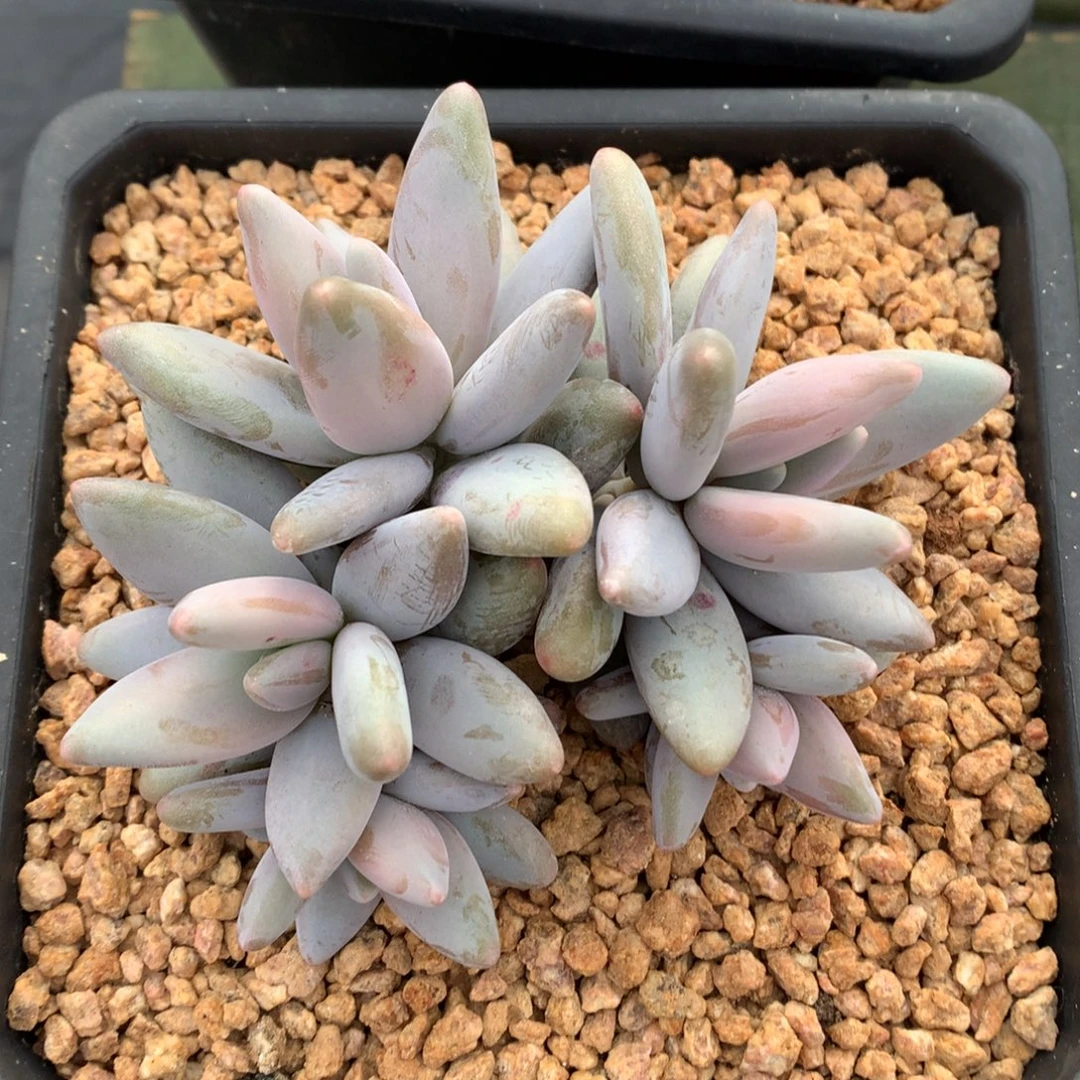 我们家的小姐姐们