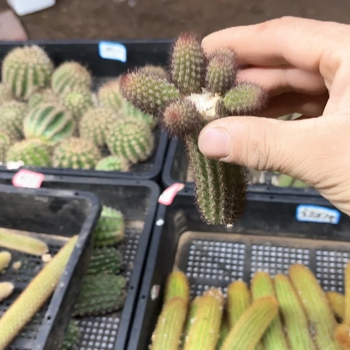 浩*黄金妞9号群头侧牙20包邮仙人球5