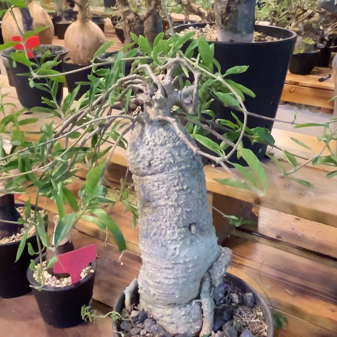 汤圆植物火星人哈