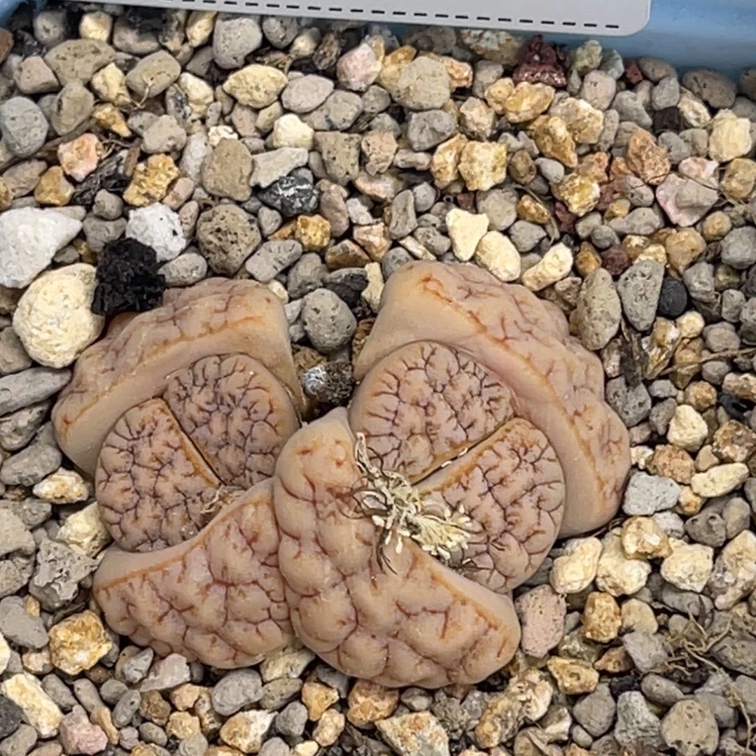 甜***点6076双头荒玉1专拍