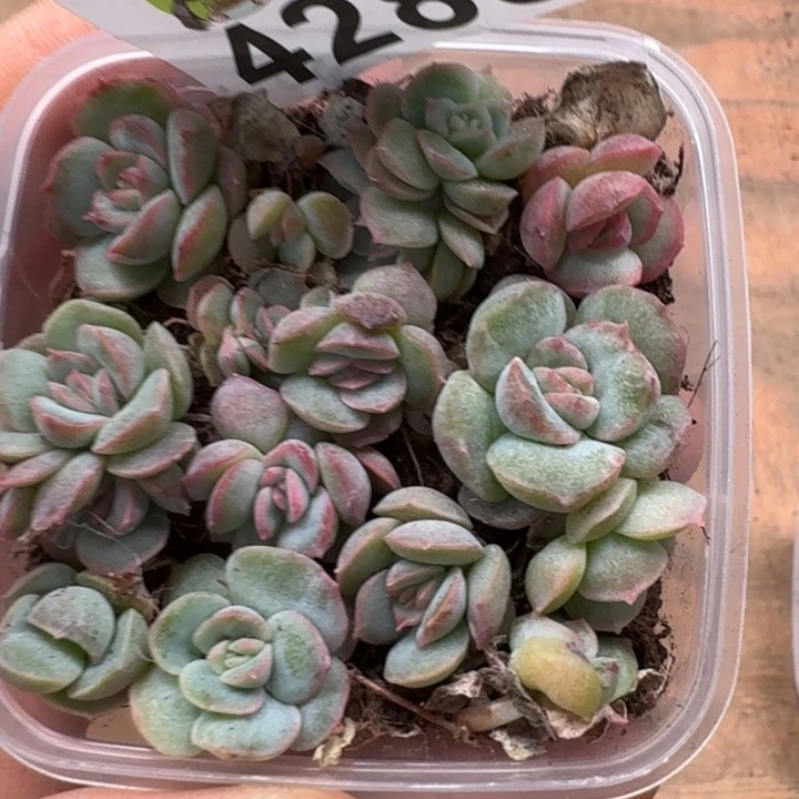 无花朵多肉植物多肉植物