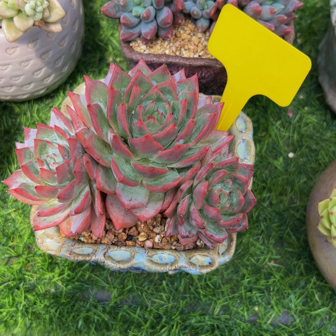 ****࿐三头粉蓝鸟多肉植物