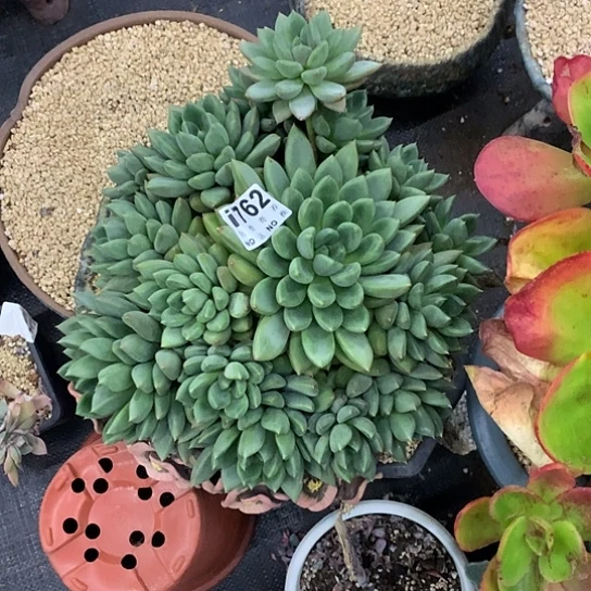 红象牙大群741 亏本处理不退不换7-8天发货