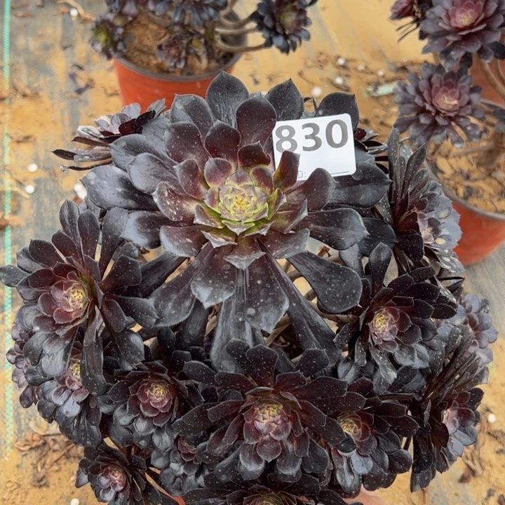 哦*墨筒多肉植物830