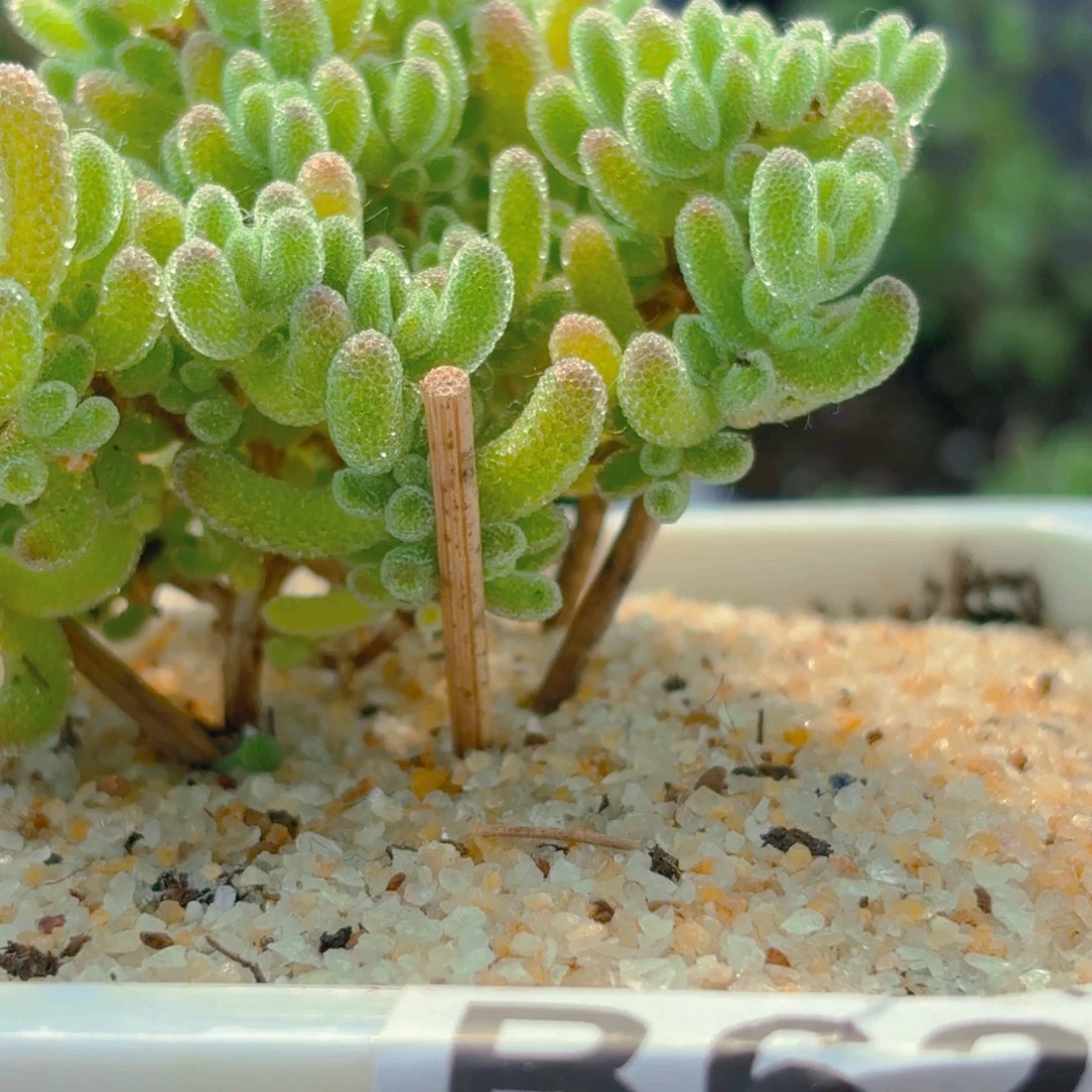 小***?冰晶杂628。