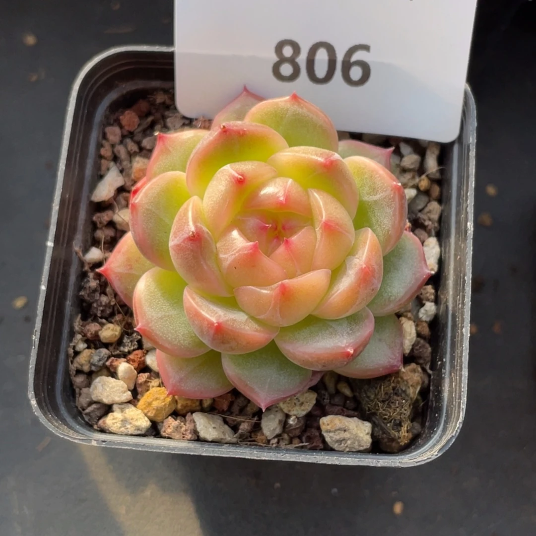 枫****806号糖心冰心珍妮 格格巫