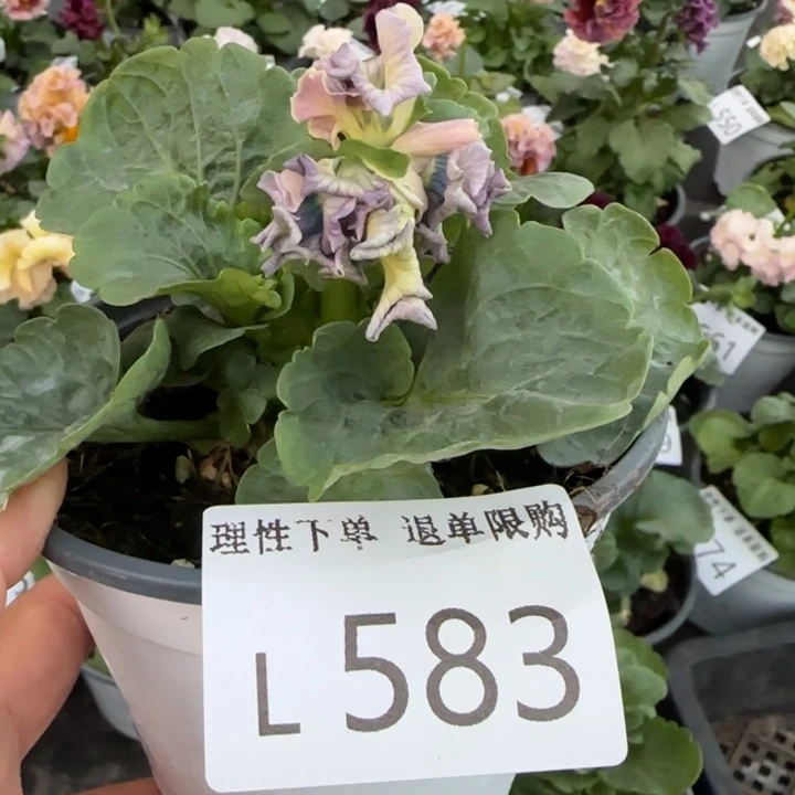 无花朵L583小苗默认苗晃零下5勿拍