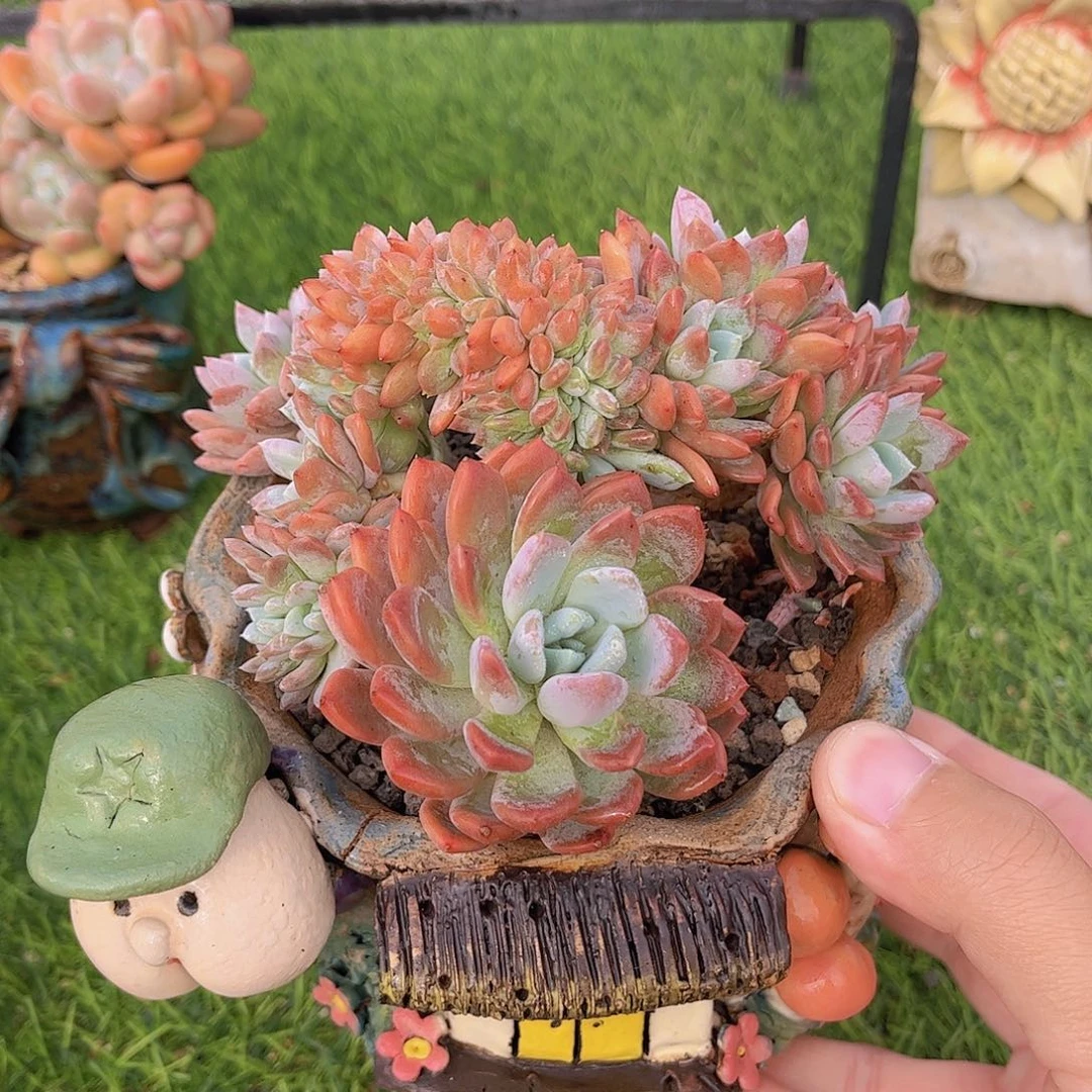 原始紫罗兰缀化多肉