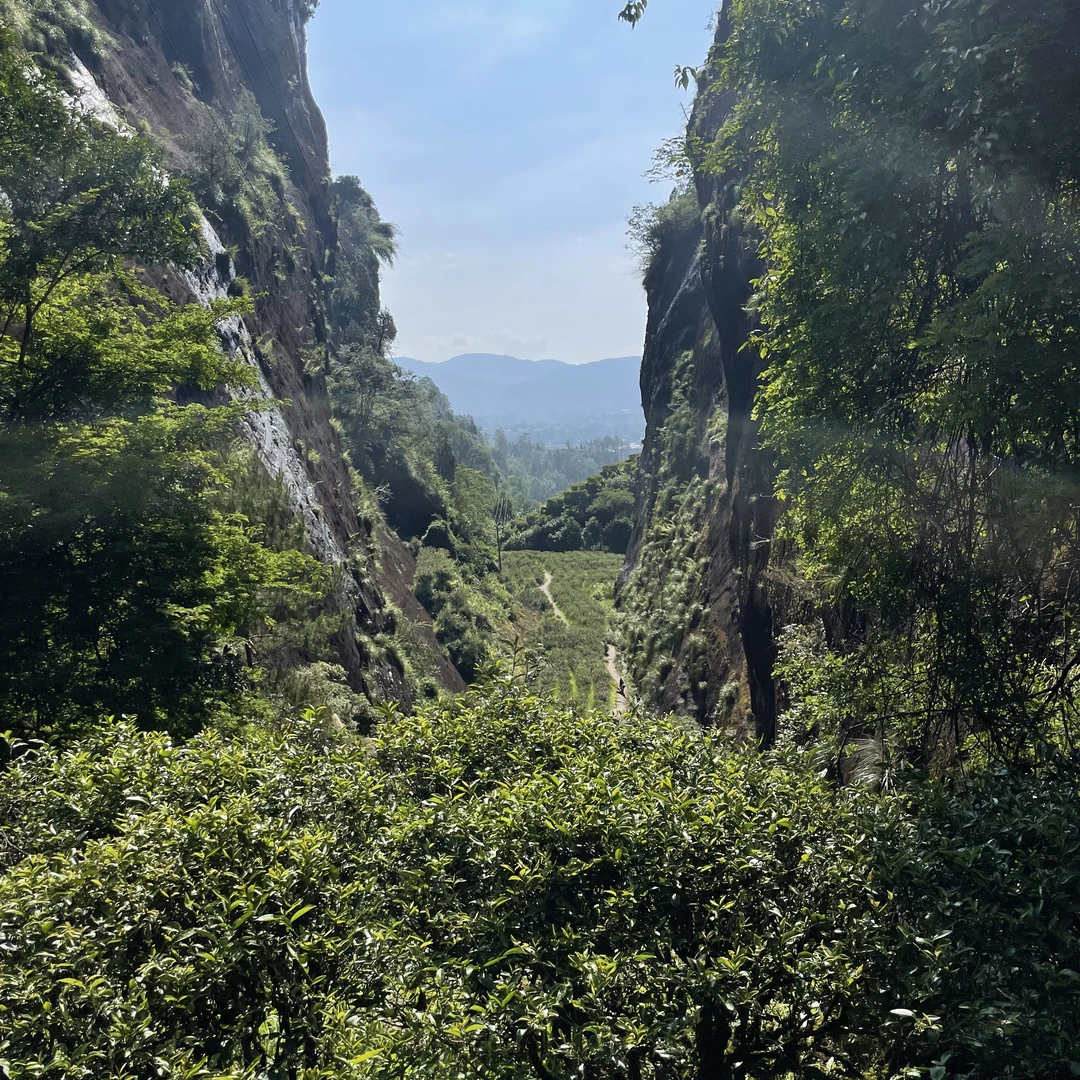 【古叶天祥】武夷岩茶乌龙茶