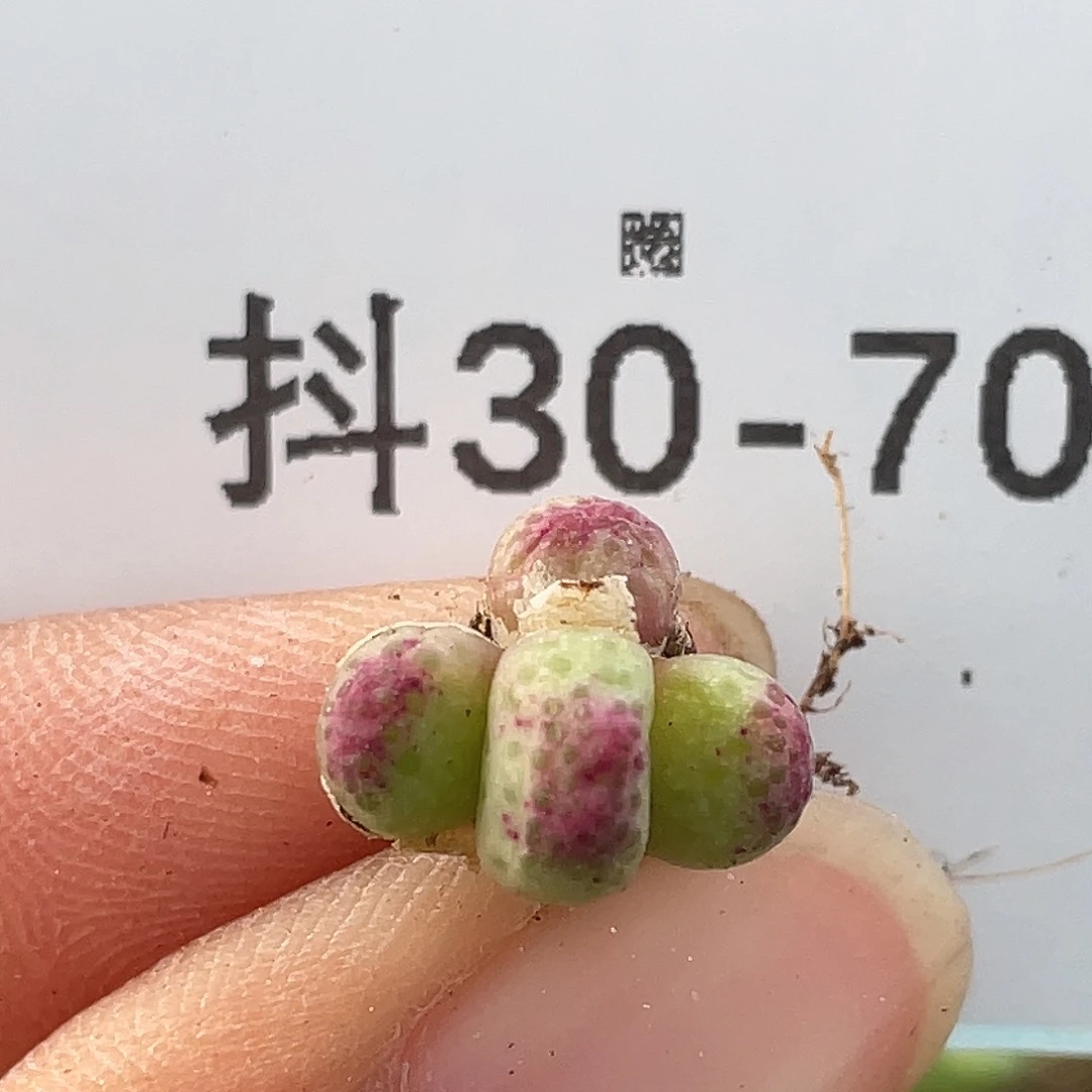 30-70草莓斑马肉锥