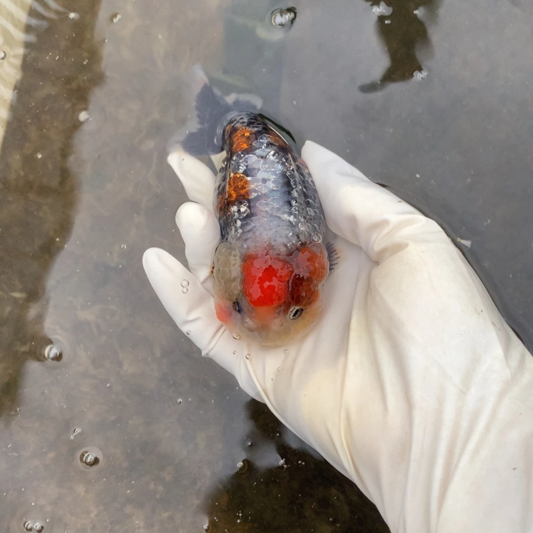 金鱼特色红顶麒麟