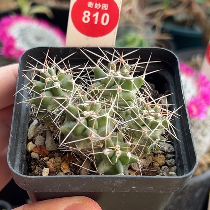 实生五头篝火虾群一棵