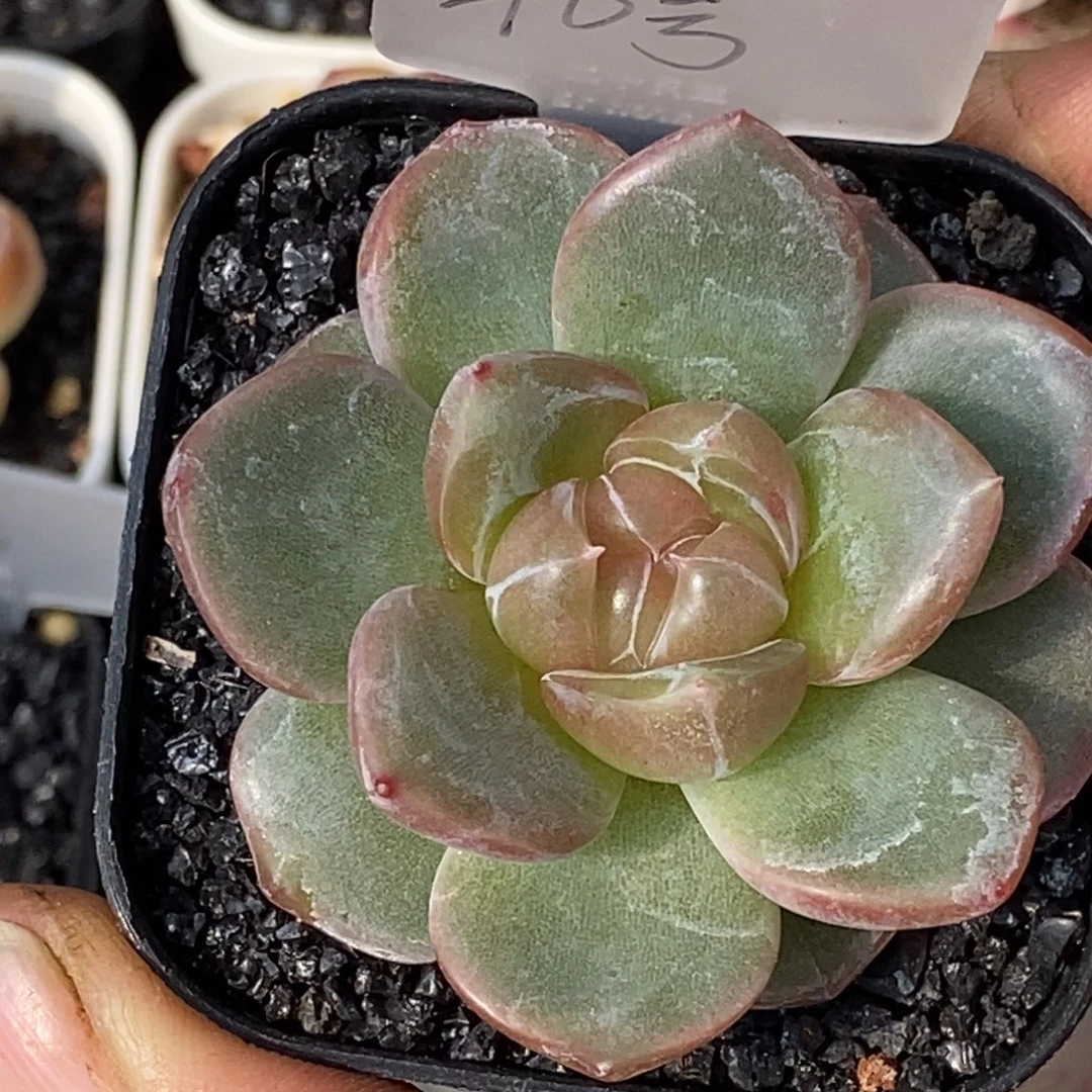 天官赐福百无禁忌