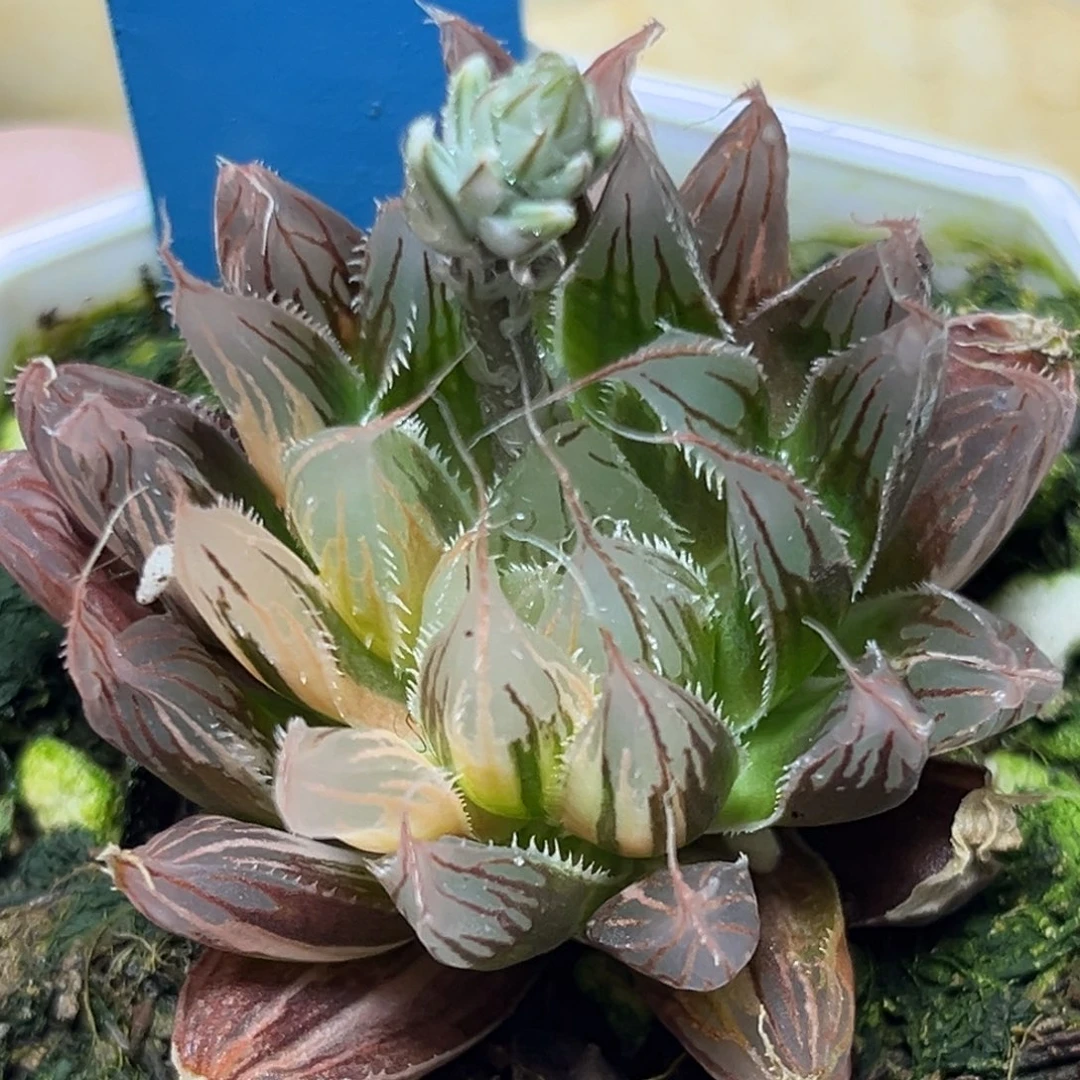 恭喜发财大吉大利0193