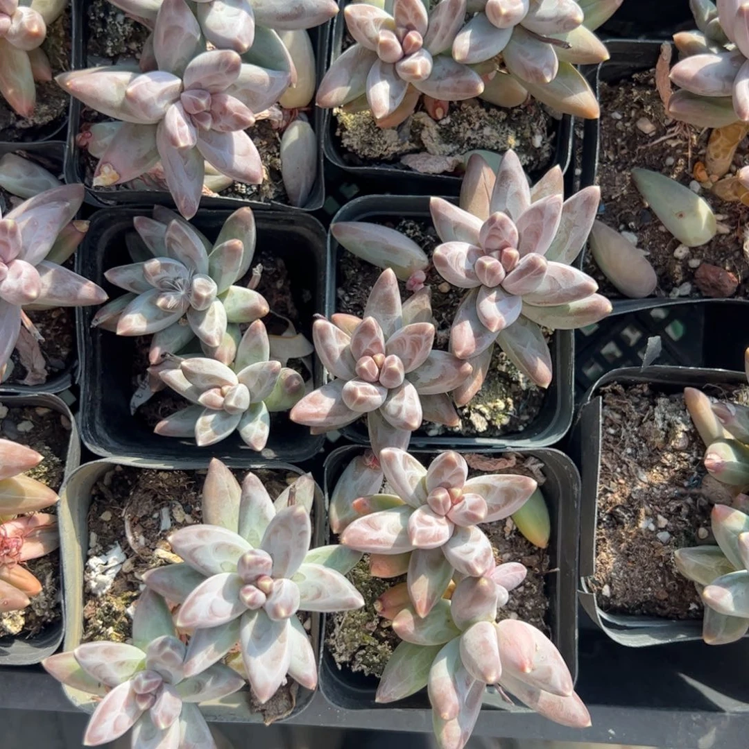 凤羽多肉植物精品