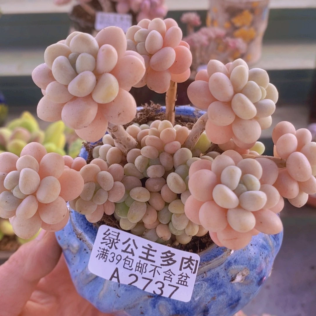 洛可可8cm2737多肉植物
