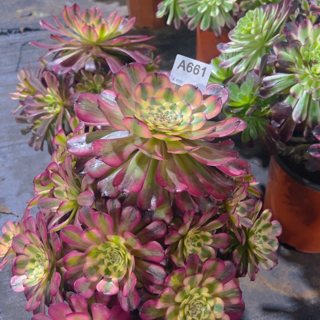 用****2661舞天姬法师，多肉植物