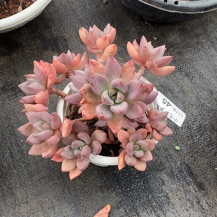 小七夕多肉桃花源45