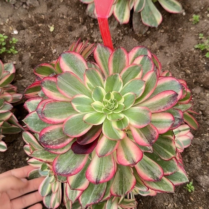 4-128黑魔锦多肉法师