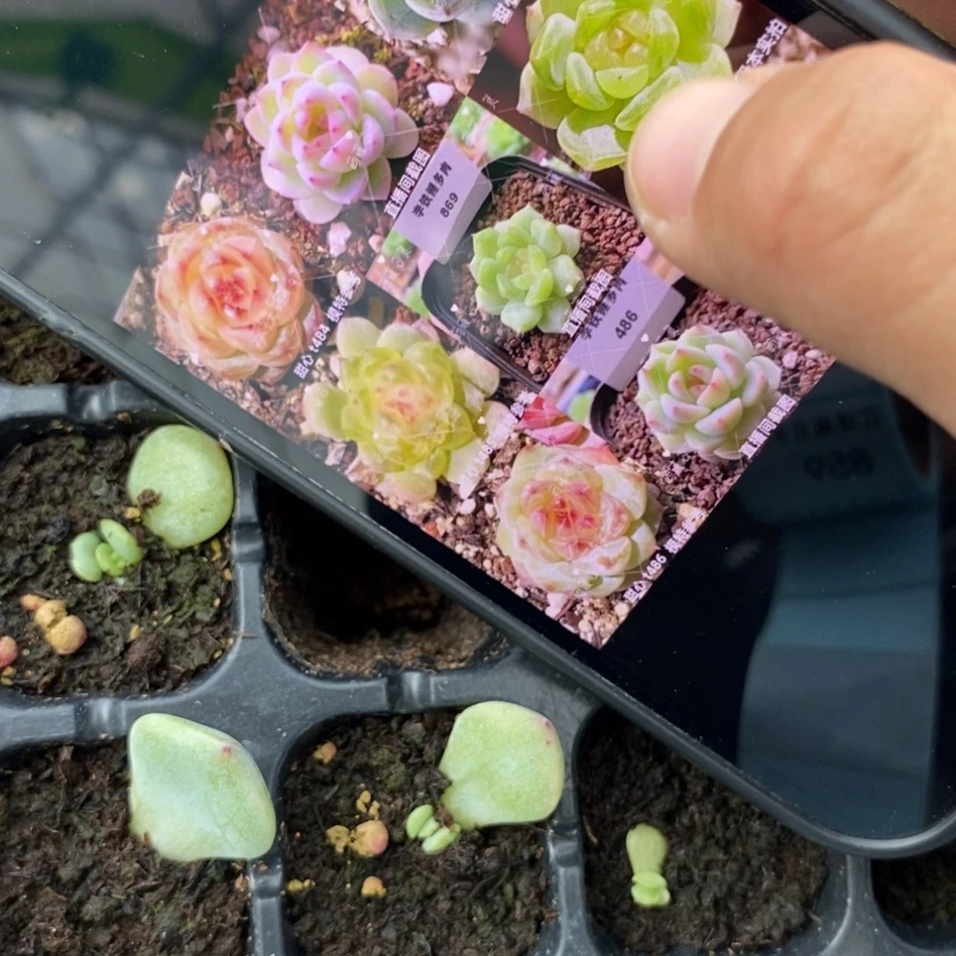 穴盘甜心485芽苗一个多肉
