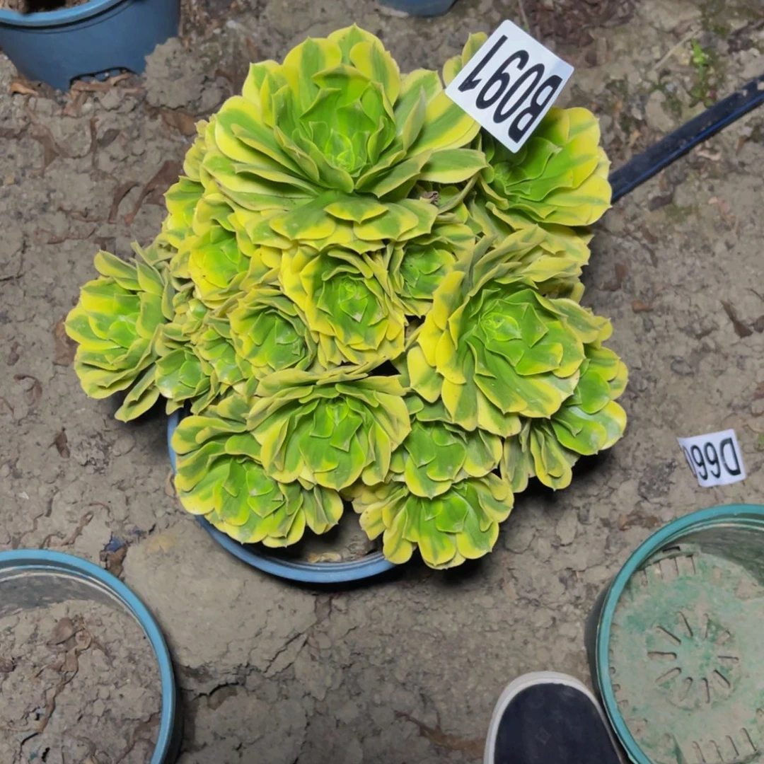 金丝翡翠26/////29包邮