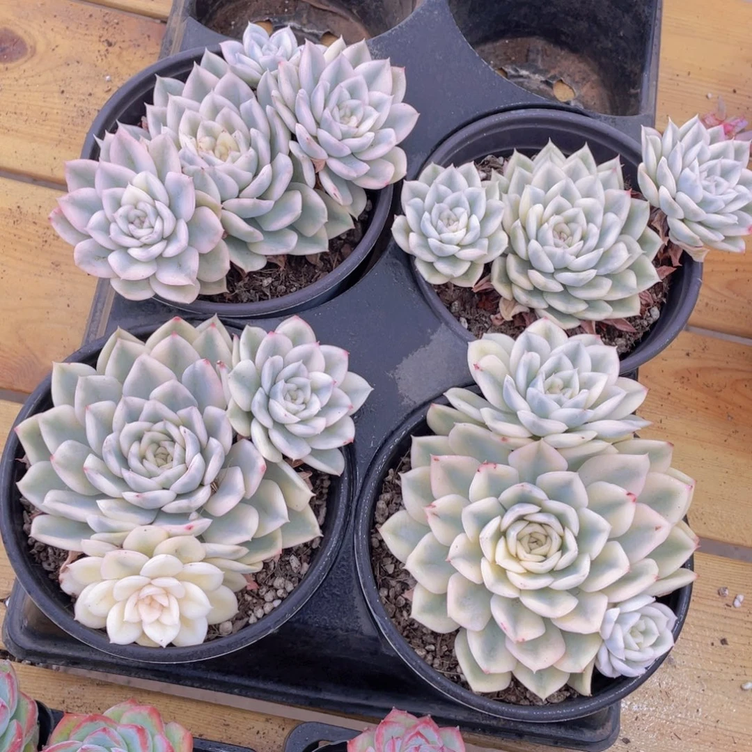 1018号 月亮仙子锦母本大群生一个